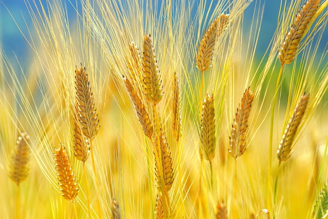 そもそも原料の加工方法が多彩なのです